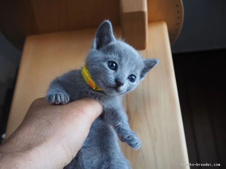 ID:1801-00382の子猫