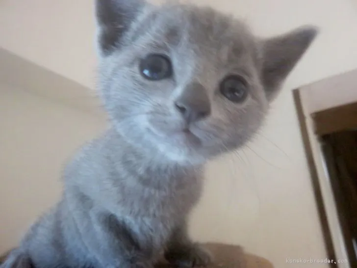 ID:1812-00736の子猫