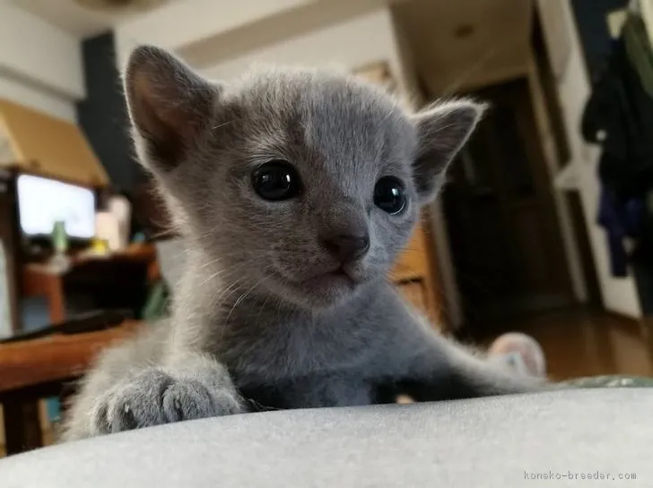 ID：1804-01525の子猫