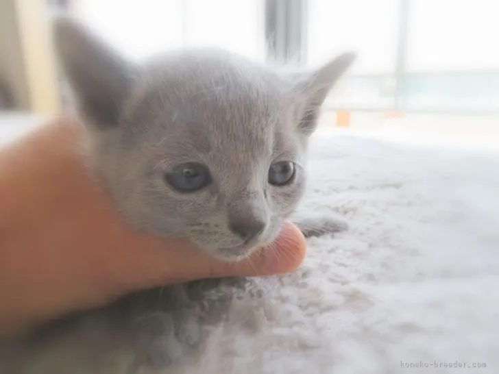 ID：2203-02390の子猫