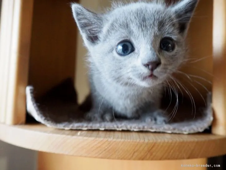 ID：1812-00735の子猫