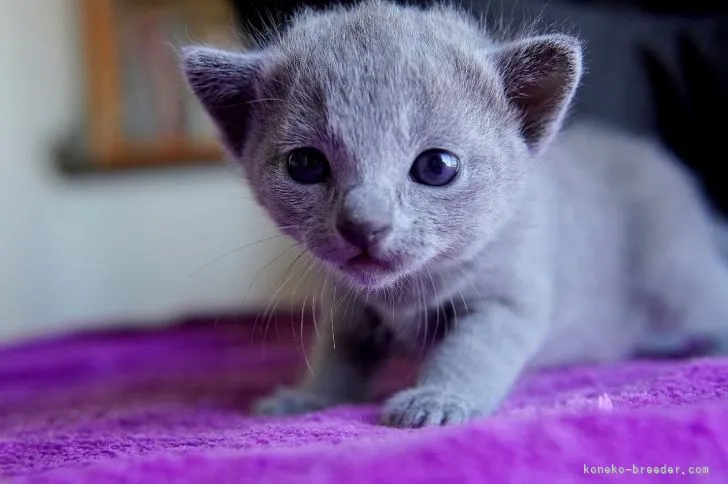 ID:2109-01923の子猫