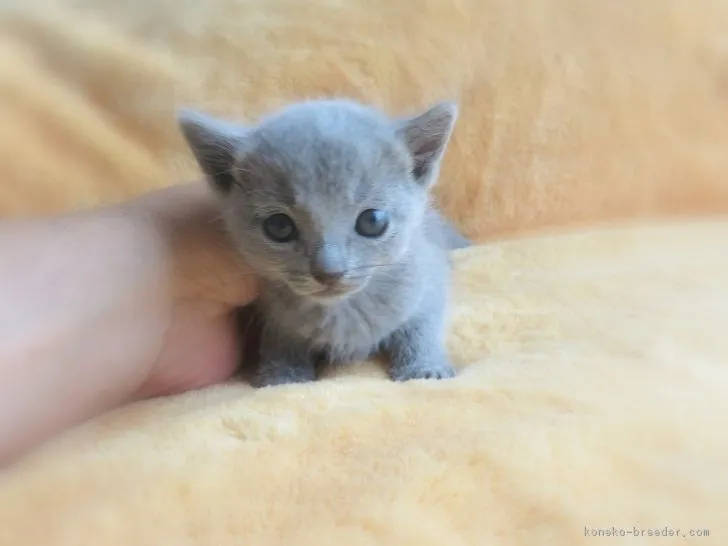 ID:1805-01729の子猫