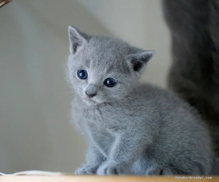 ID:1904-01460の子猫