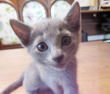 ロシアンブルー【神奈川県・男の子・2019年3月21日・ブルー】の写真「人見知りしせずすり寄ってきます」