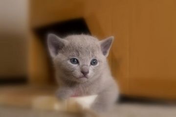 ロシアンブルー【神奈川県・男の子・2020年12月25日・ブルー】の写真「温厚な子になりそうですスムーズに離乳食に移行中」