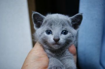 ロシアンブルー【神奈川県・女の子・2019年8月28日・ブルー】の写真「大きな目の可愛い子です」
