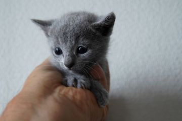 ロシアンブルー【神奈川県・女の子・2019年10月3日・ブルー（ショートヘア）】の写真「活発に歩いています」