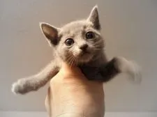 ロシアンブルー【神奈川県・男の子・2017年12月11日・ブルー】の写真1「1/24　撮影　可愛くなりました」