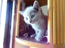 ロシアンブルー【神奈川県・女の子・2019年4月26日・ブルー】の写真2「6/13」