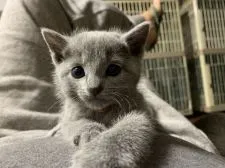 ロシアンブルー【神奈川県・女の子・2019年3月21日・ブルー】の写真2「4/24 撮影」