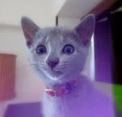 ロシアンブルー【神奈川県・女の子・2019年3月21日・ブルー】の写真2「5/21 撮影　」