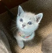 ロシアンブルー【神奈川県・女の子・2019年3月21日・ブルー】の写真3「4/27 撮影」