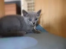 ロシアンブルー【神奈川県・男の子・2017年12月11日・ブルー】の写真4「1/26　撮影」