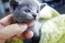 ロシアンブルー【神奈川県・男の子・2025年9月9日・ブルー】の写真11「元のトップ画像ですお気に入りです」