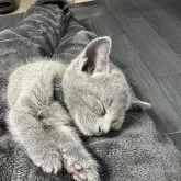 ロシアンブルー【神奈川県・男の子・2025年9月9日・ブルー】の写真14「子猫の寝姿は天使そのものです」