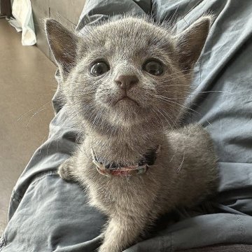 ロシアンブルー