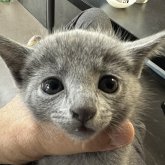 ロシアンブルー