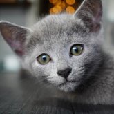 ロシアンブルー