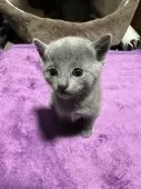ロシアンブルー【神奈川県・男の子・2024年11月21日・ブルー】の写真3「あどけない子猫そのままです」
