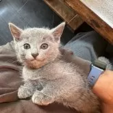 ロシアンブルー【神奈川県・男の子・2025年9月9日・ブルー】の写真6「ヒトが大好きな猫になりましたいつも側に寄ってきます」