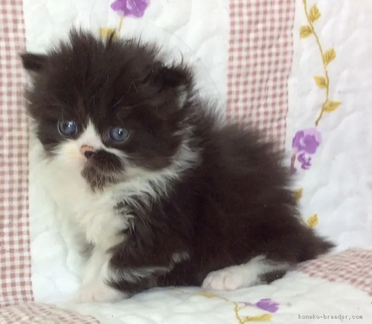 ID:1804-00757の子猫