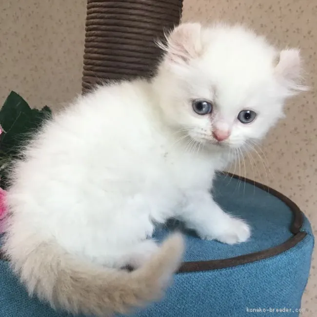 ID:1904-01714の子猫