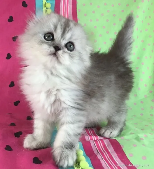 ID：1812-00596の子猫