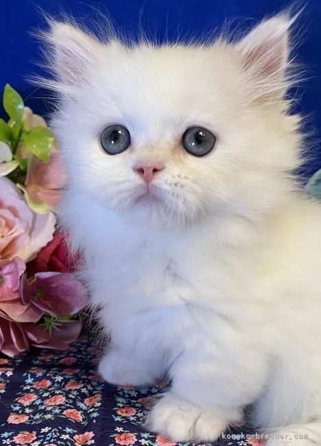 ID:2106-02680の子猫