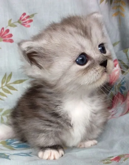 ID:1809-00365の子猫