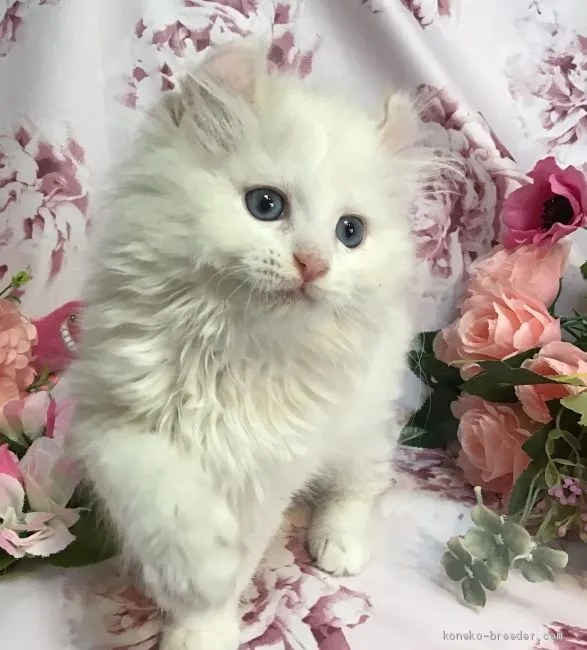 ID：2005-01773の子猫