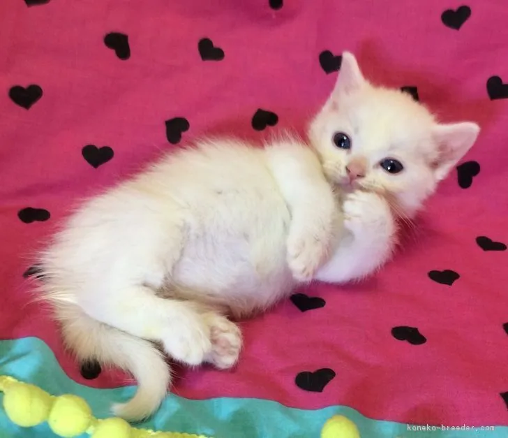 ID:1805-01109の子猫
