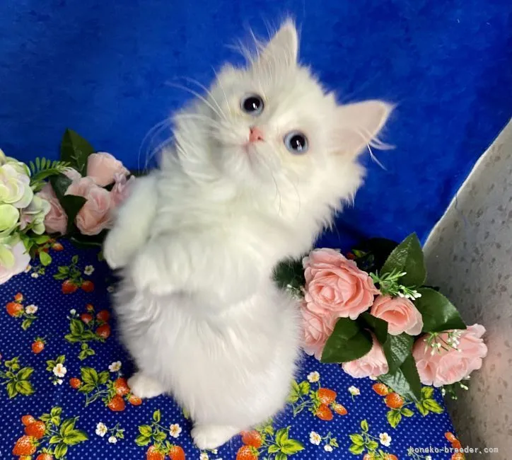 E.H 様のお迎えした子猫