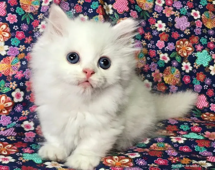 ID:2006-00767の子猫