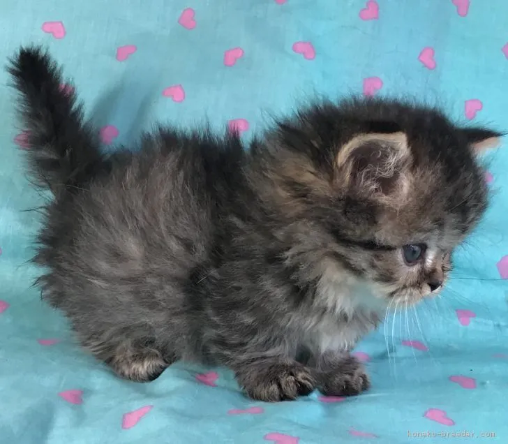 ID：1812-00212の子猫