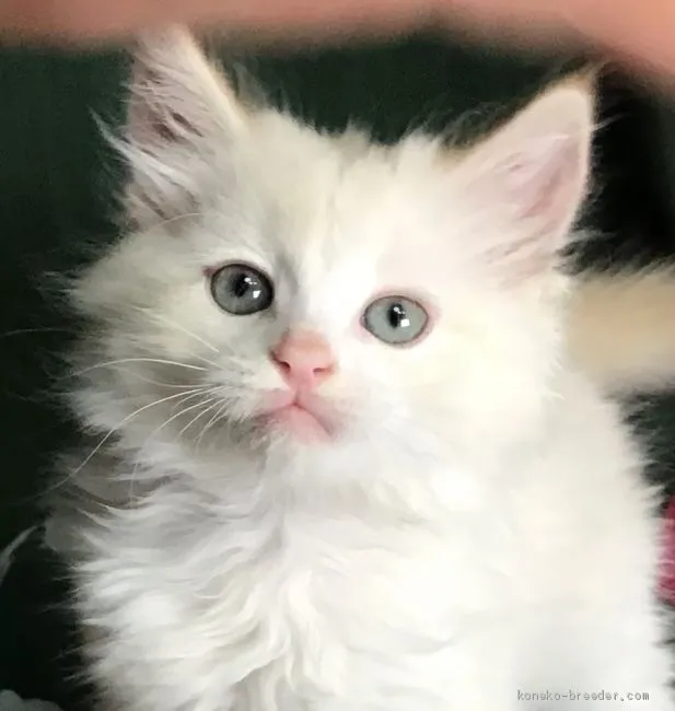 ID:2005-02178の子猫