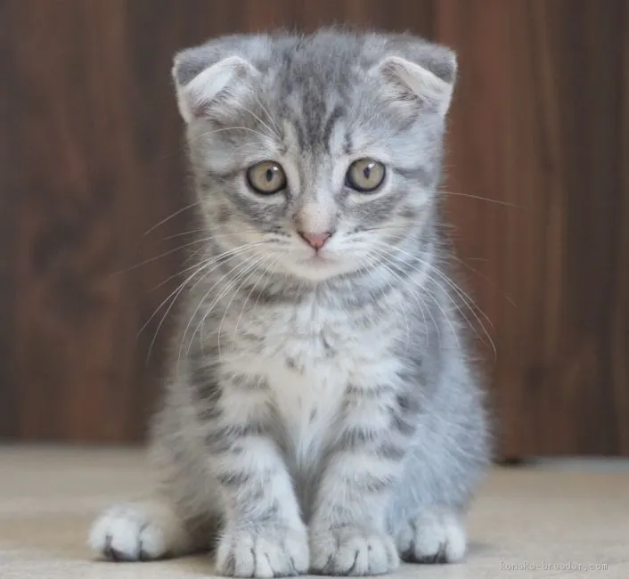 ID：1908-00122の子猫