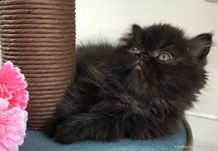 ID：1810-00794の子猫