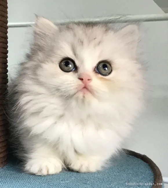 ID:1811-00881の子猫
