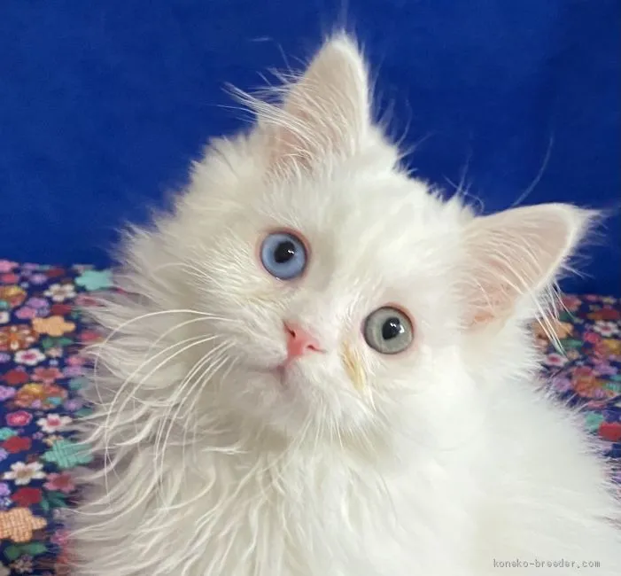 ID：2103-00650の子猫