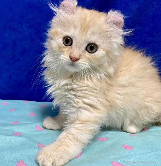 ID：2107-00790の子猫