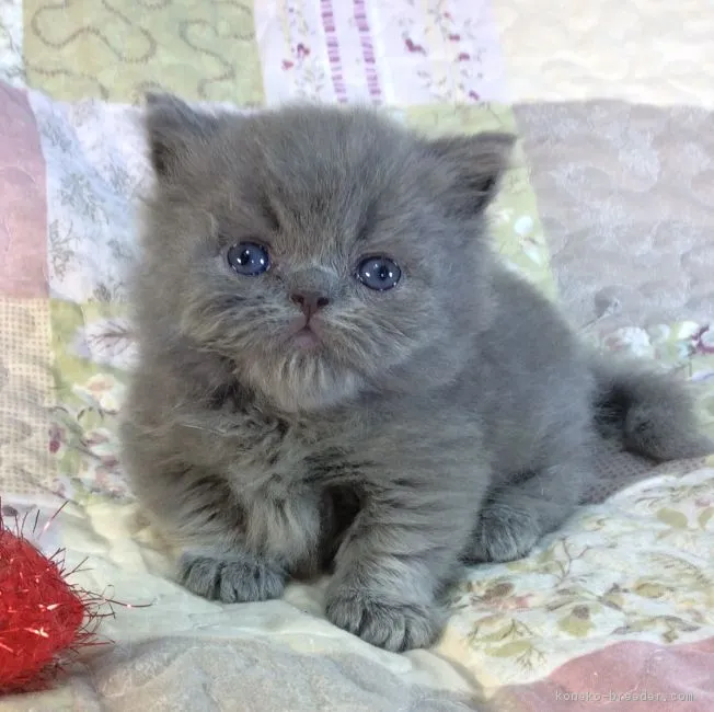 ID：1806-00920の子猫