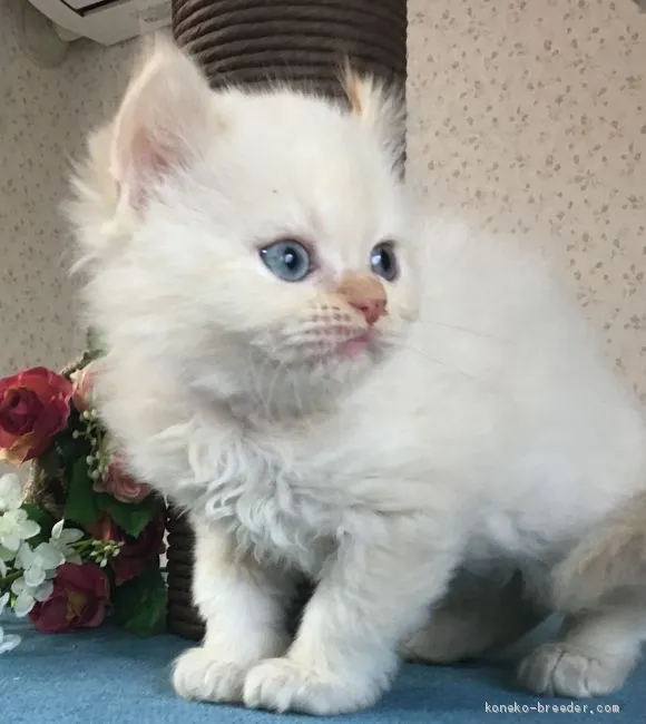 ID:1904-02054の子猫