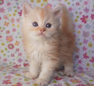 マンチカン(長足)【東京都・女の子・2019年8月15日・カメオタビー/ホワイト（セミロング〜ロング）】の写真「淡い毛色の超可愛いお嬢様🎀💐」