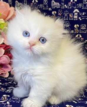 アメリカンカール【東京都・女の子・2021年5月2日・レッドタビー/ホワイト（セミロング〜ロング）】の写真「クルンと巻いた可愛いお耳フワフワな青い瞳の女の子🎀」