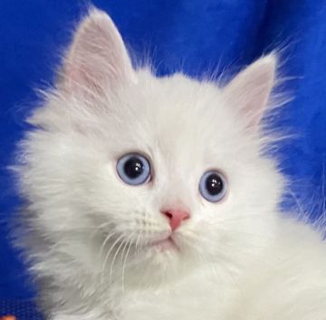 マンチカン(長足)【東京都・男の子・2020年12月20日・ホワイト（セミロング）】の写真「美しい青い瞳と真っ白な毛色のマンチカン君です🤗」