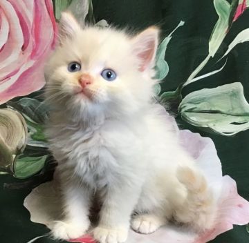 マンチカン(長足)【東京都・男の子・2020年6月27日・クリームポイント（ロングヘアー）】の写真「オータムセール大幅値下げです💕癒し系甘えっ子🍭🎊」