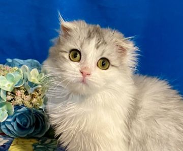 スコティッシュフォールド(折れ耳)【東京都・女の子・2020年12月10日・シルバータビー/ホワイト（セミロング）】の写真「とても小柄、超タイニーサイズのスコティッシュちゃん」