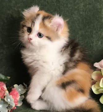 アメリカンカール【東京都・女の子・2020年5月16日・ダイリュートキャリコ（ロングヘアー）】の写真「クルンと巻いた可愛いお耳💗美形のお顔のカールちゃん」