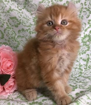 アメリカンカール【東京都・男の子・2020年4月28日・レッドタビー（セミロング〜ロング）】の写真「クルンとしっかり巻いた自慢のお耳、凛々しい男の子」